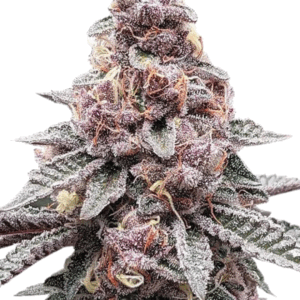 Purple Tropicana Cookies
