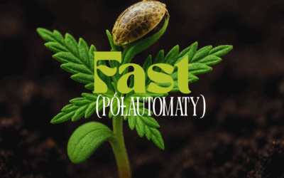 Nasiona marihuany fast version | Czy półautomat sprawdzi się na outdoor?